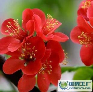 基地直銷優(yōu)質花卉苗木 西府海棠、帖梗海棠與紅寶石海棠