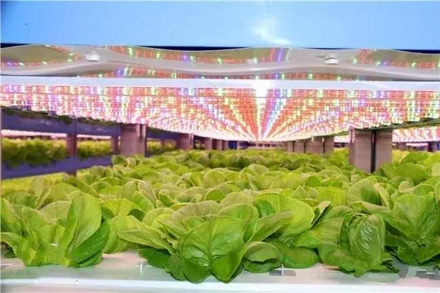 科技農業(yè)新篇章 無土壤無陽光的家庭蔬菜種植
