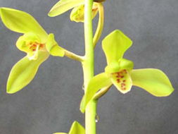 深圳科苗園藝實業(yè) 花卉世界網上的卓越產品展示