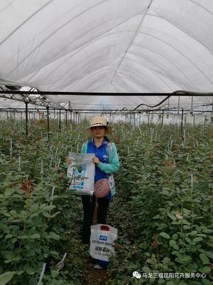 堿鉀66 引領(lǐng)花卉營養(yǎng)新紀(jì)元的高性能堿性超高鉀產(chǎn)品